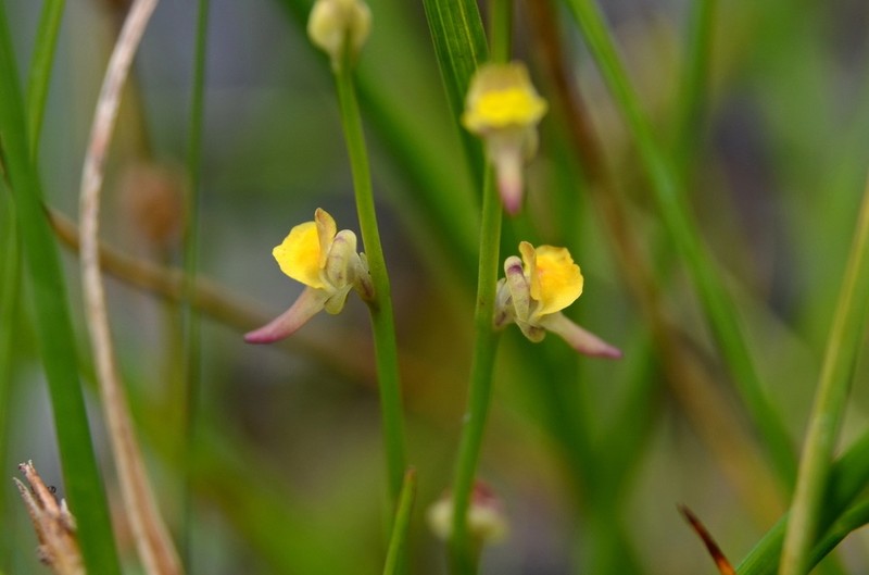 Utricularia firmula