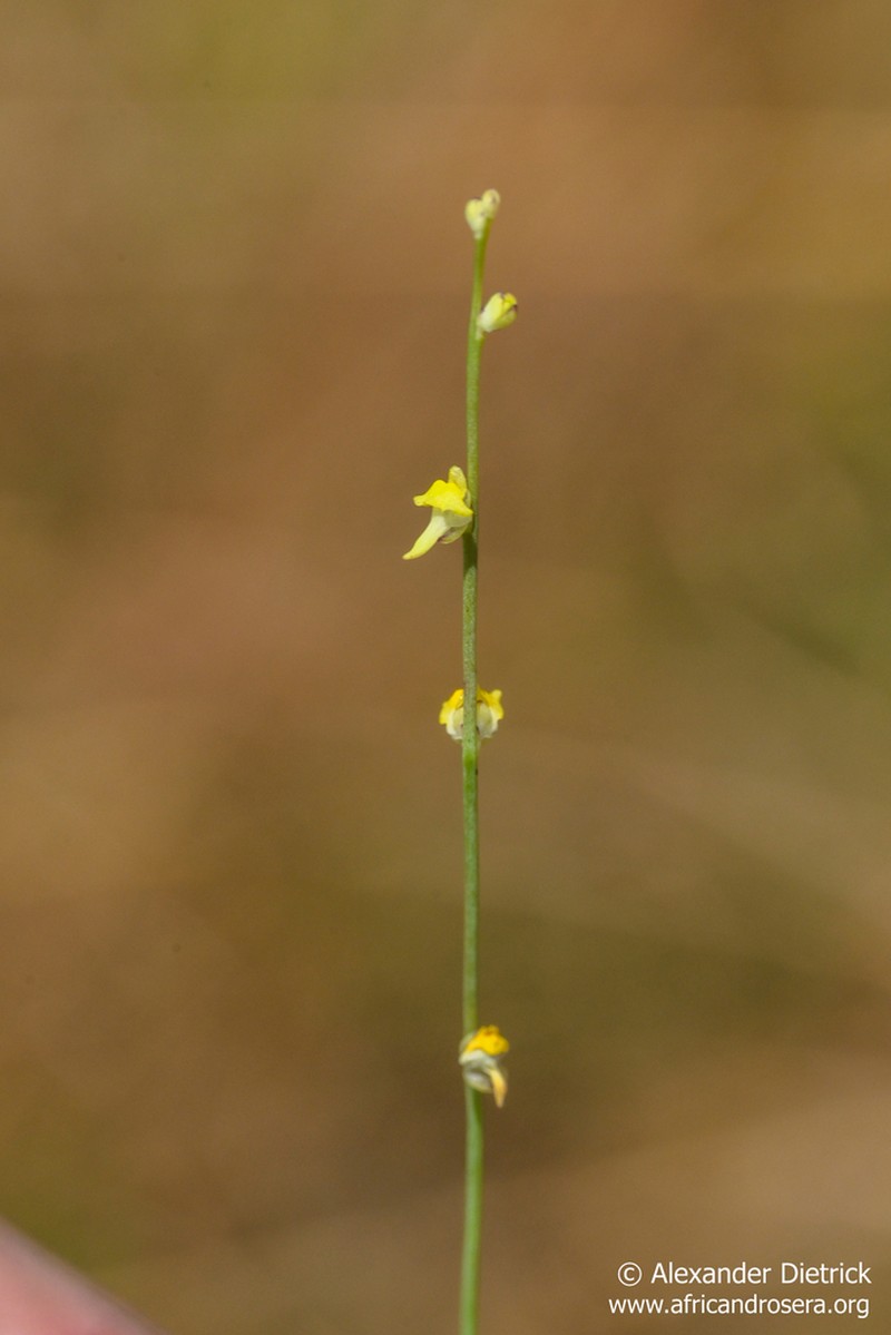 Utricularia firmula photo 2