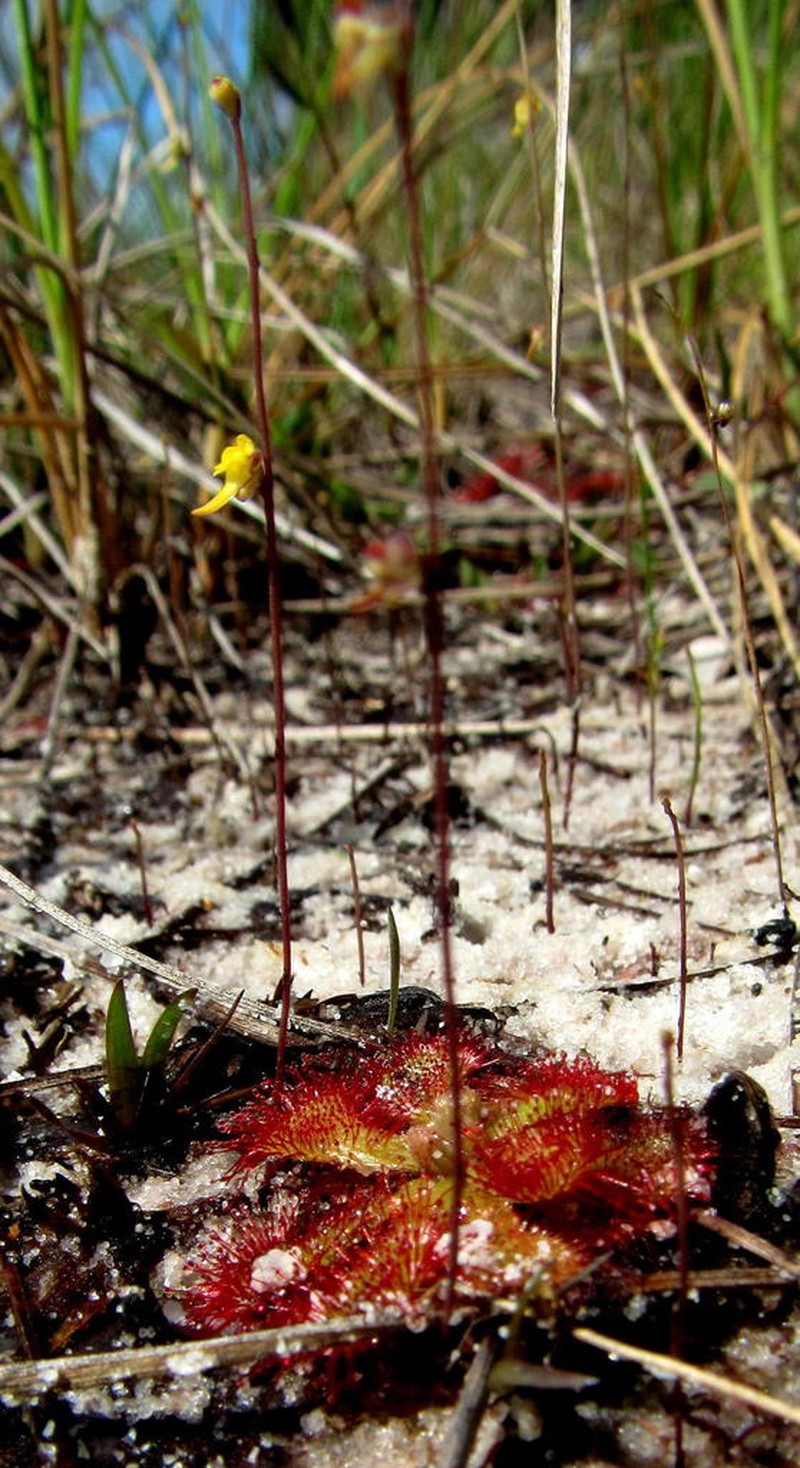 Utricularia firmula photo 3