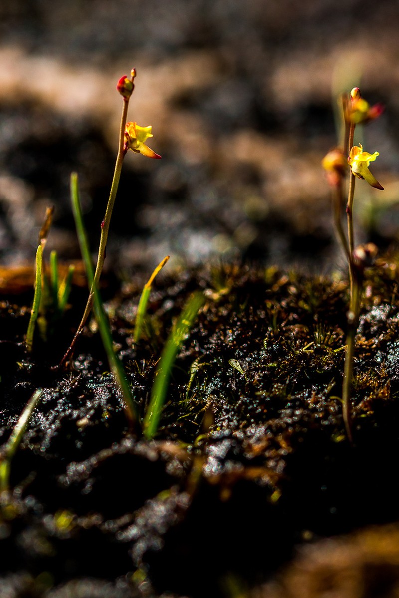 Utricularia firmula photo 4
