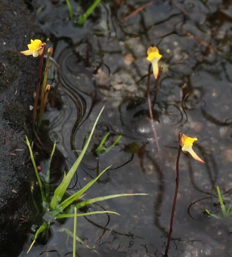 Utricularia firmula photo 5