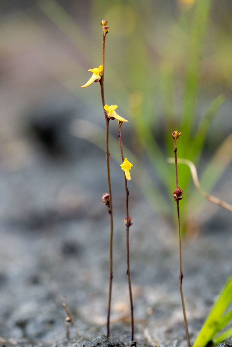 Utricularia firmula photo 6