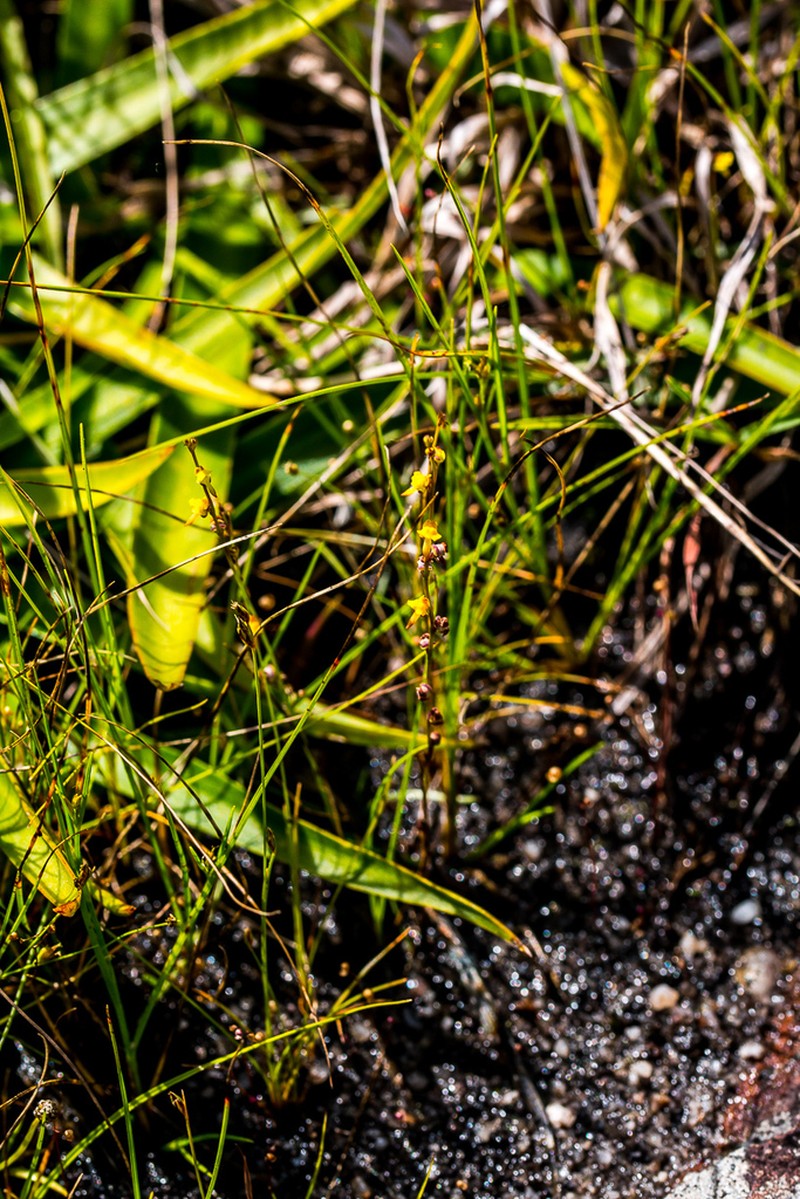 Utricularia firmula photo 8