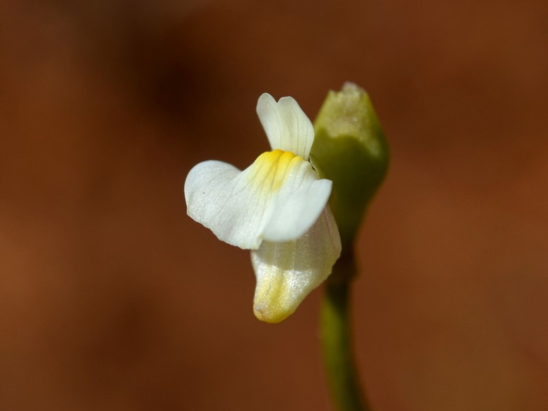 Utricularia fistulosa photo 2