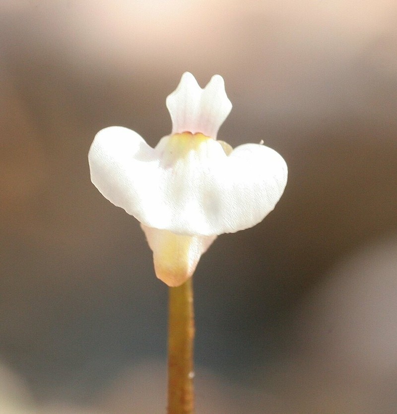 Utricularia fistulosa photo 3