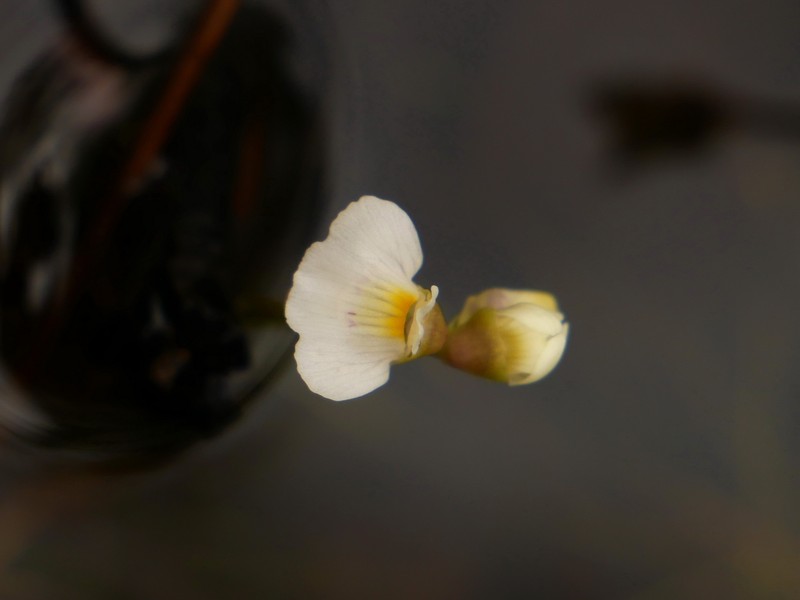 Utricularia fistulosa photo 4