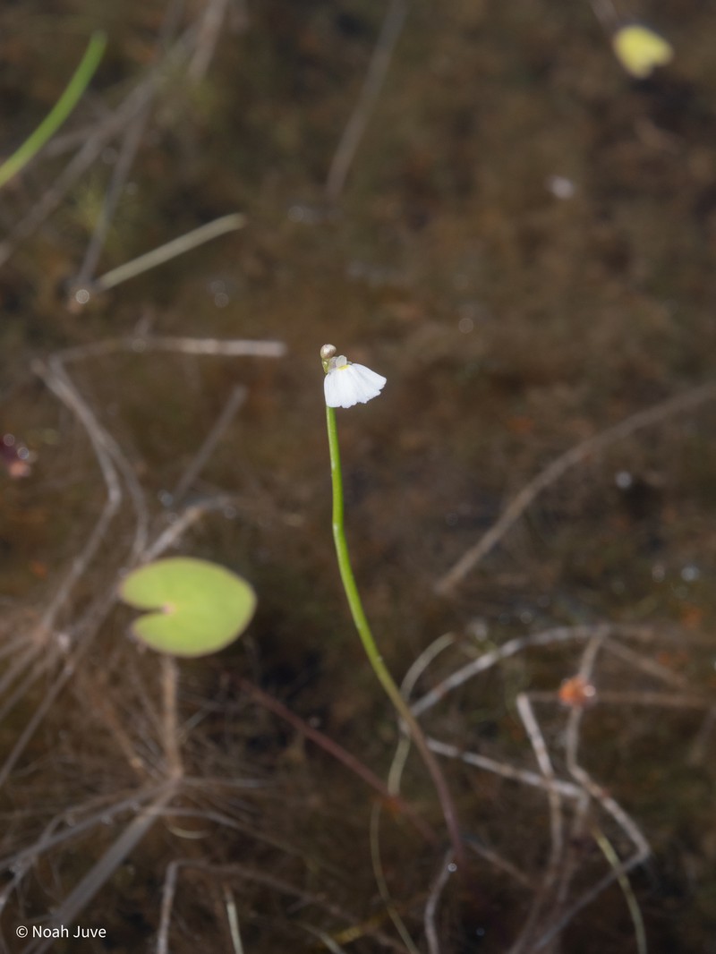 Utricularia fistulosa photo 6