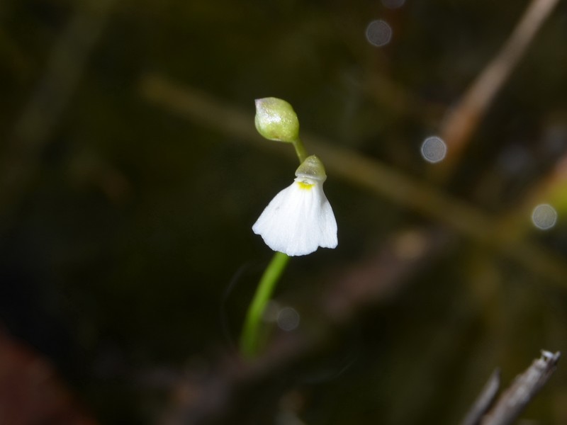 Utricularia fistulosa photo 7