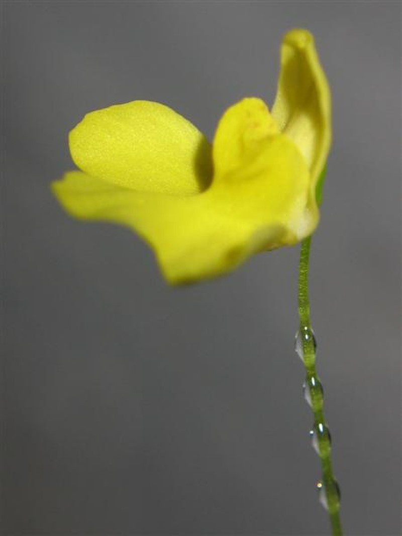 Utricularia flaccida