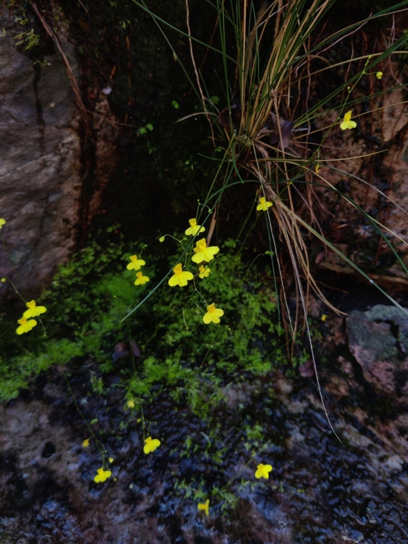 Utricularia flaccida photo 2