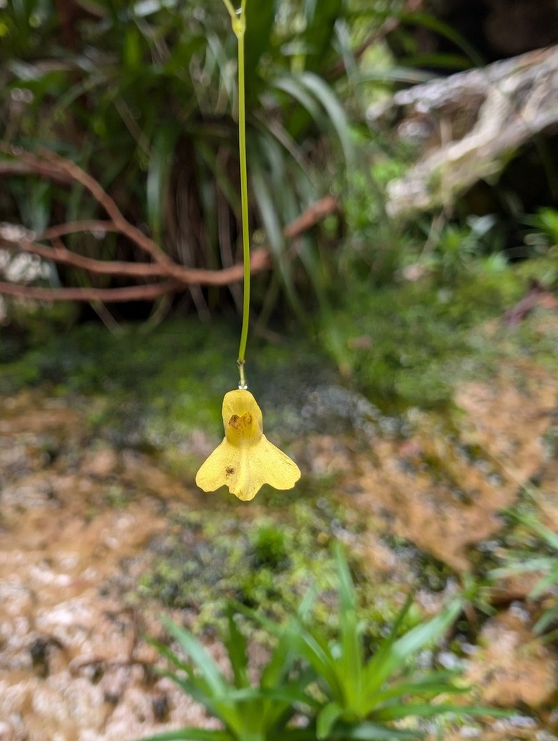 Utricularia flaccida photo 3