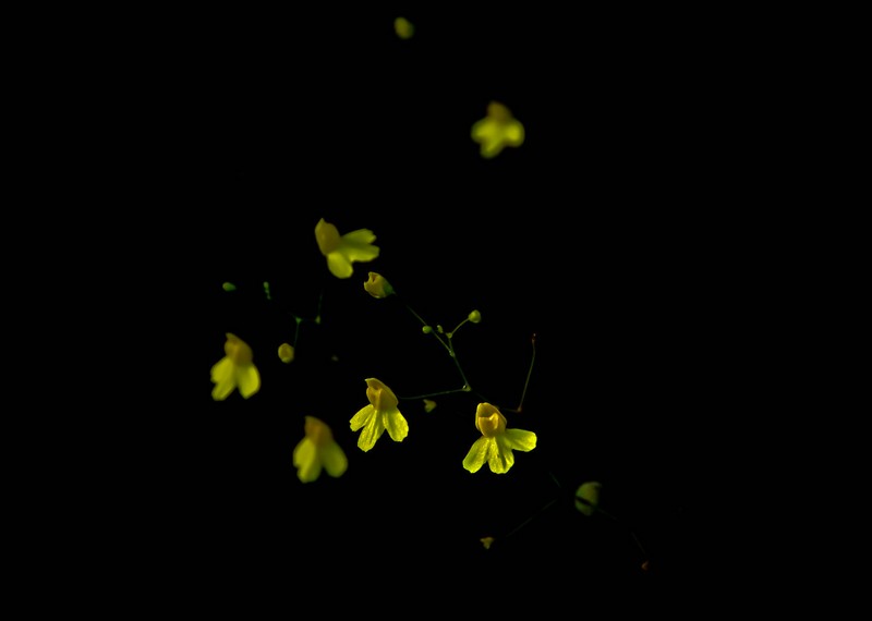 Utricularia flaccida photo 4