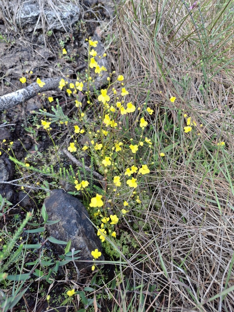Utricularia flaccida photo 5