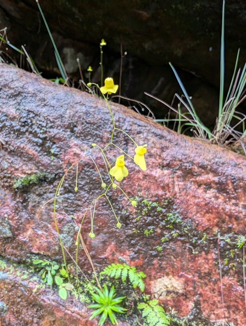 Utricularia flaccida photo 6