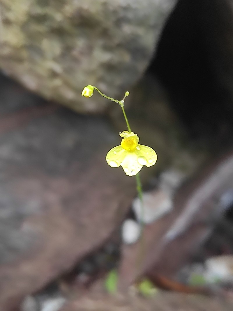 Utricularia flaccida photo 7