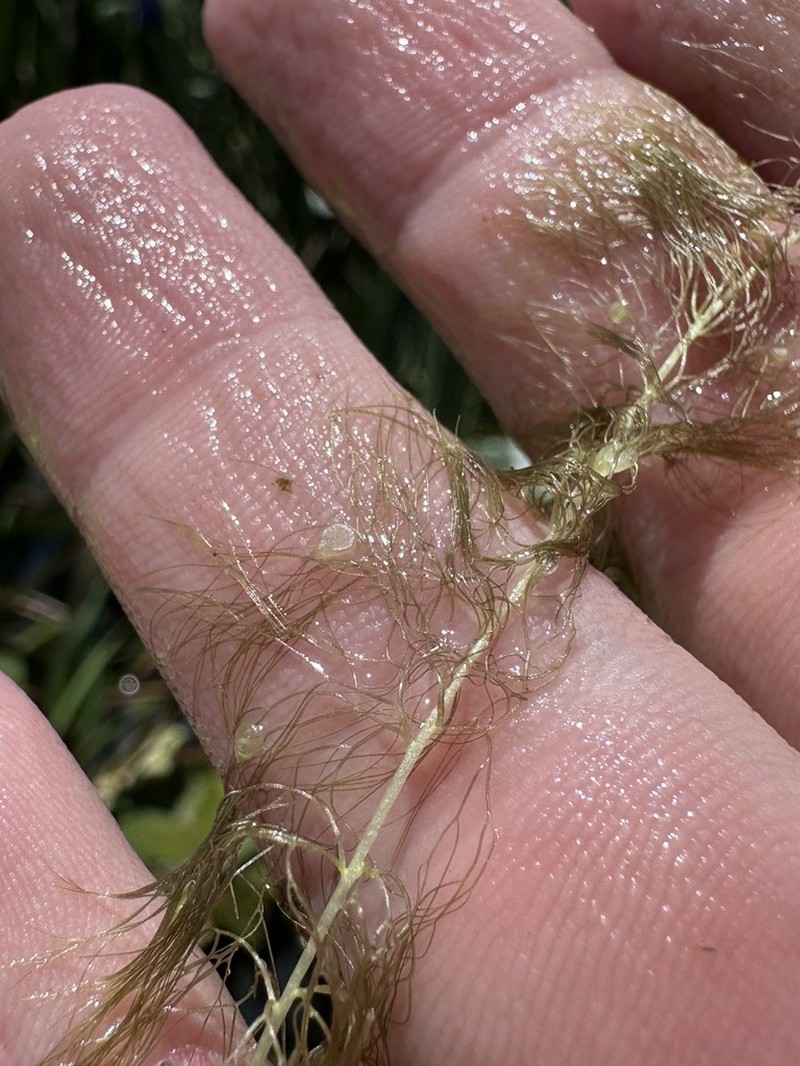 Florida Yellow Bladderwort