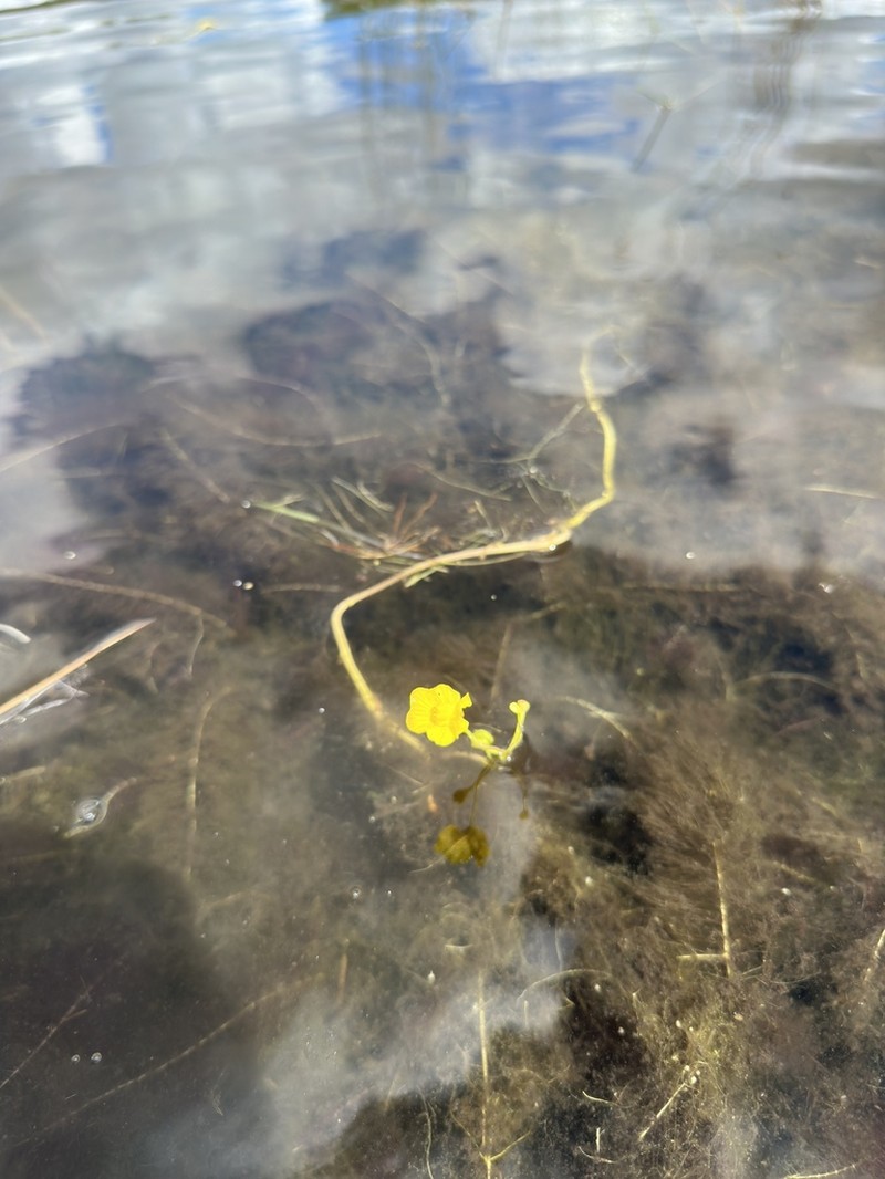 Florida Yellow Bladderwort photo 2
