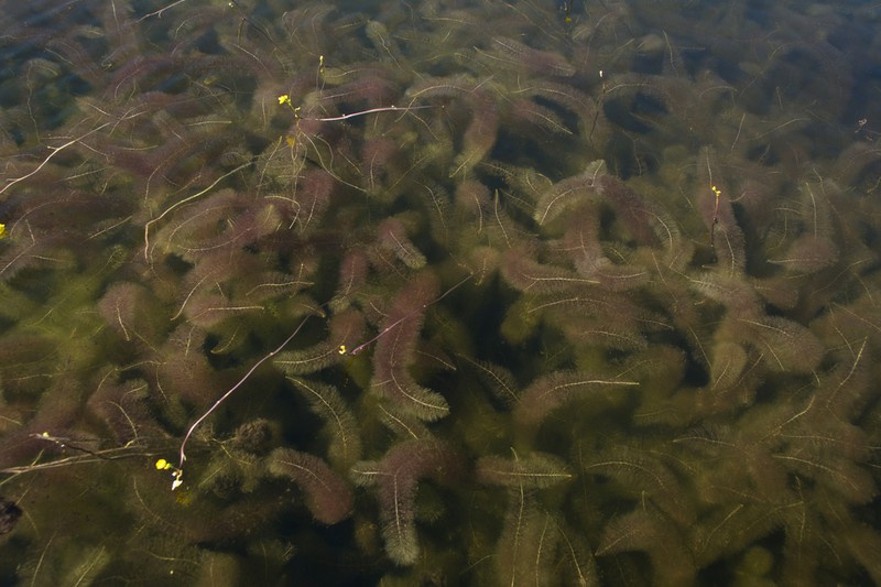 Florida Yellow Bladderwort photo 3