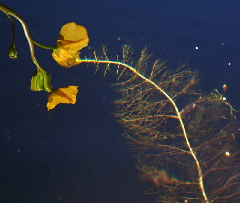 Florida Yellow Bladderwort photo 4