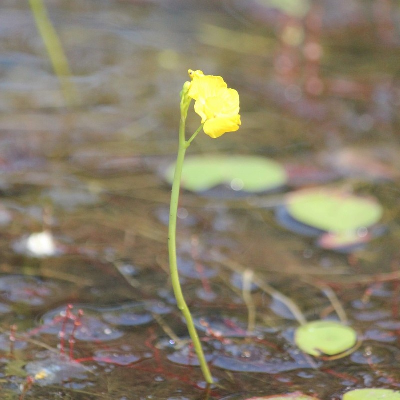 Florida Yellow Bladderwort photo 5