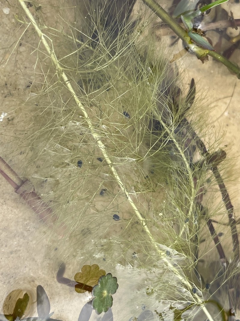 Florida Yellow Bladderwort photo 6