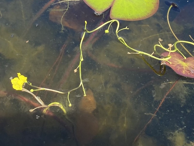 Florida Yellow Bladderwort photo 7