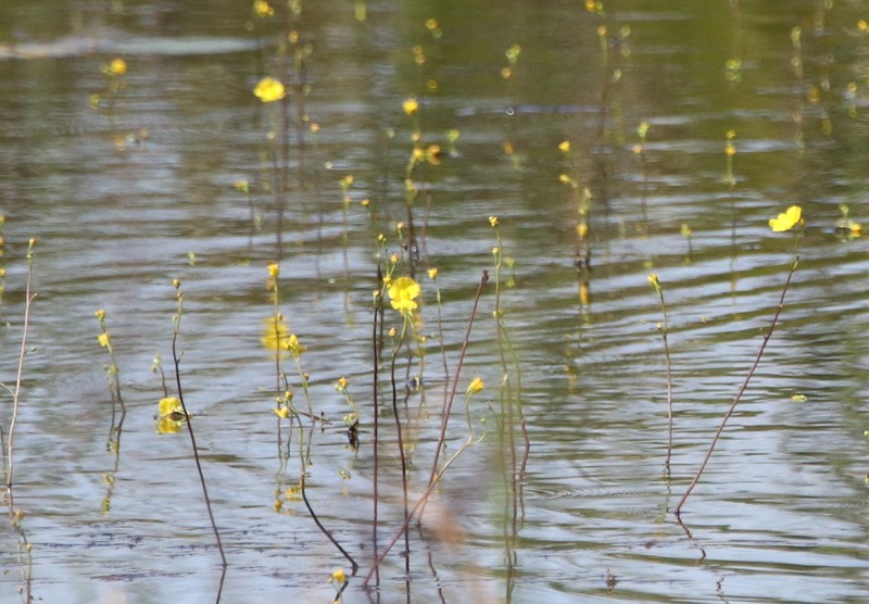 Florida Yellow Bladderwort photo 8