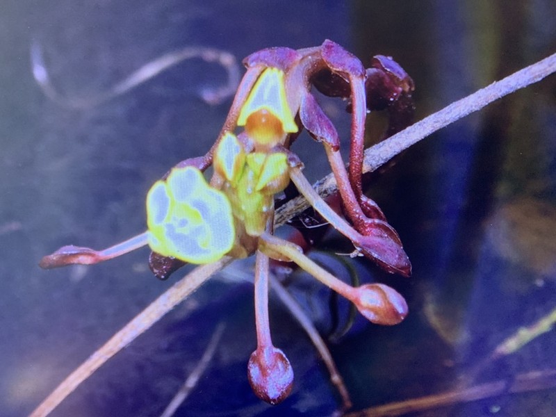 Leafy Bladderwort photo 2