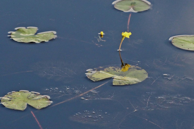 Leafy Bladderwort photo 3