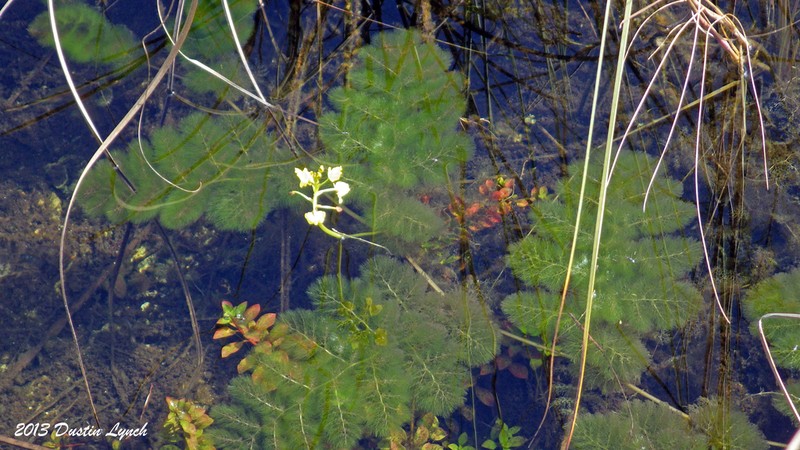 Leafy Bladderwort photo 4