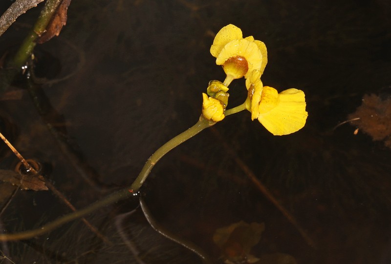 Leafy Bladderwort photo 5