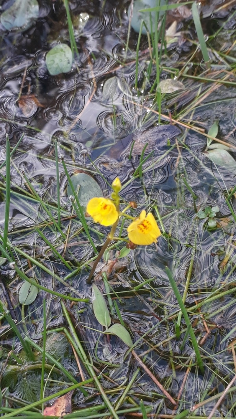 Leafy Bladderwort photo 6