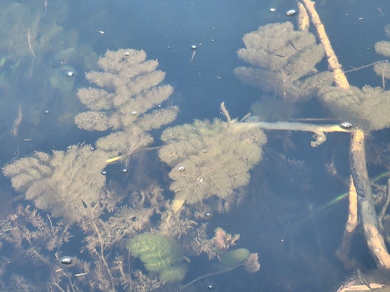 Leafy Bladderwort photo 7