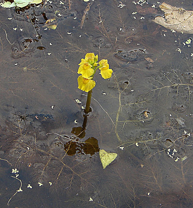 Leafy Bladderwort