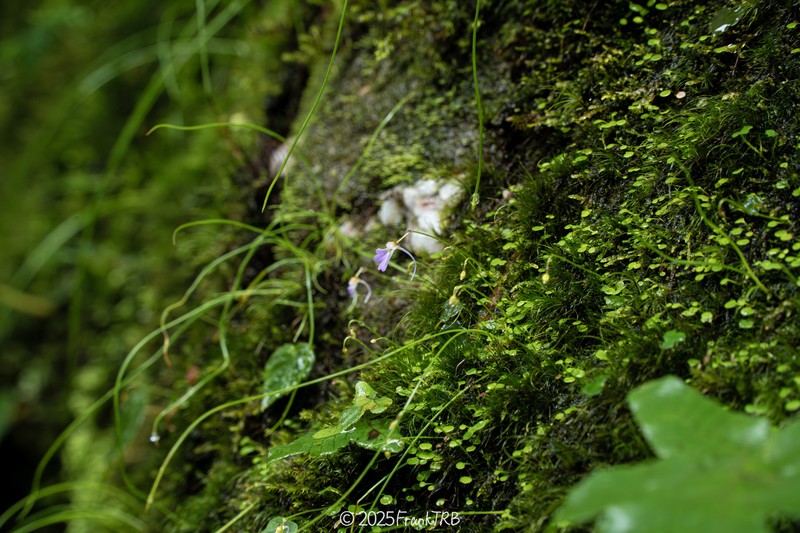 Utricularia forrestii photo 2