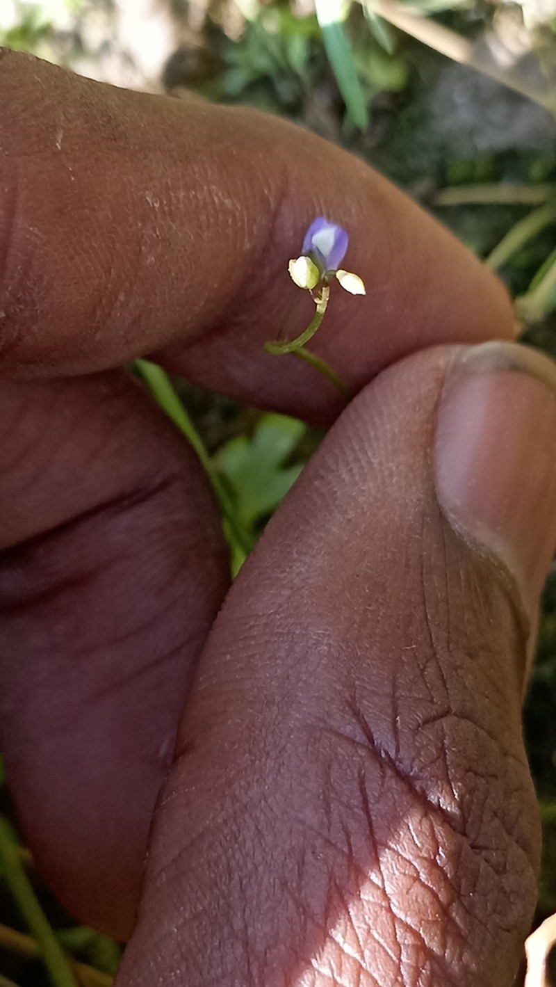 Utricularia foveolata