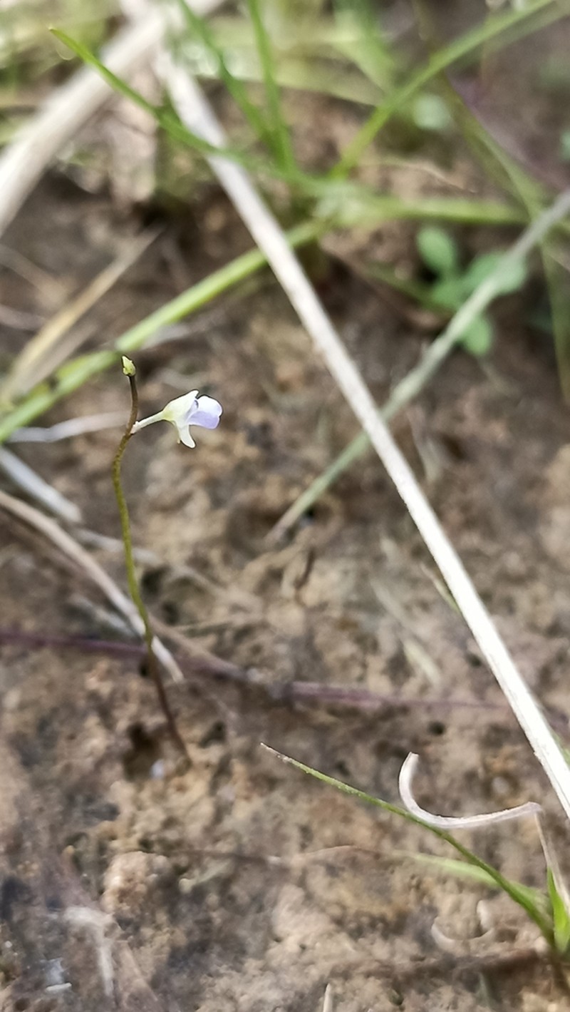 Utricularia foveolata photo 2