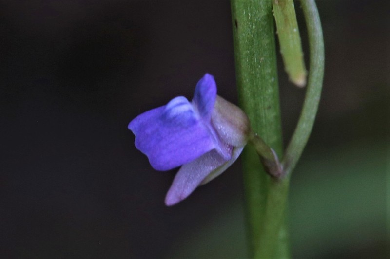 Utricularia foveolata photo 3