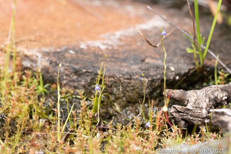 Utricularia foveolata photo 4