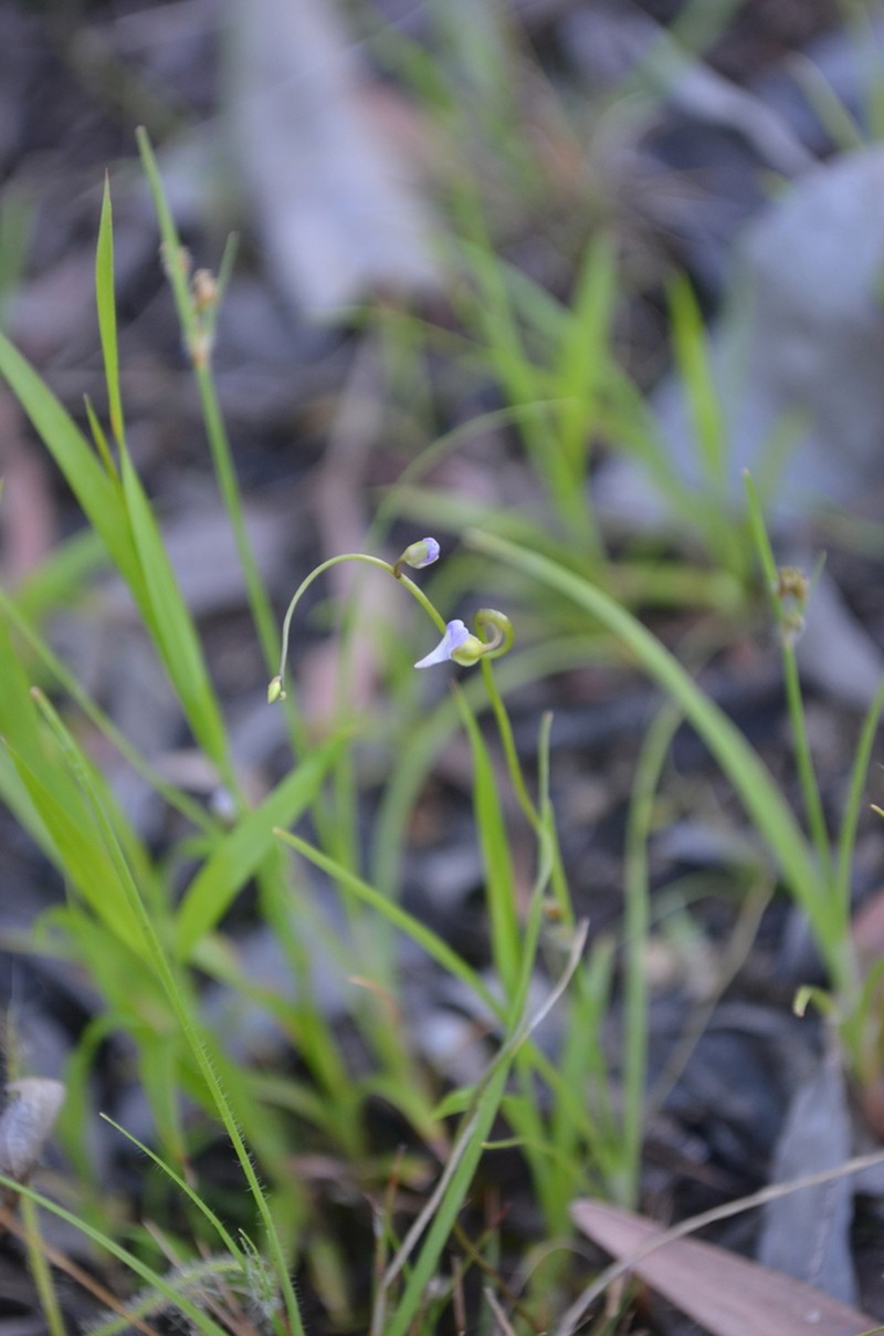 Utricularia foveolata photo 5
