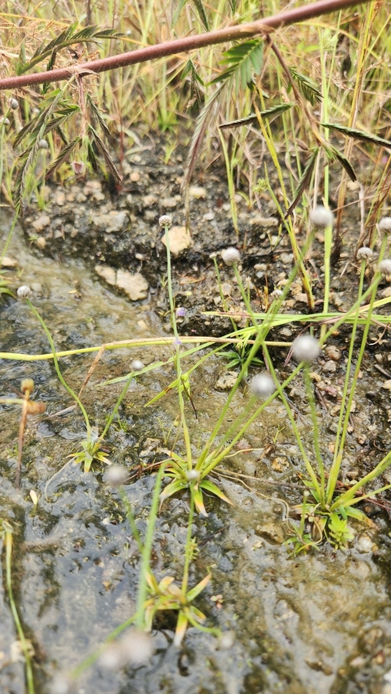 Utricularia foveolata photo 6