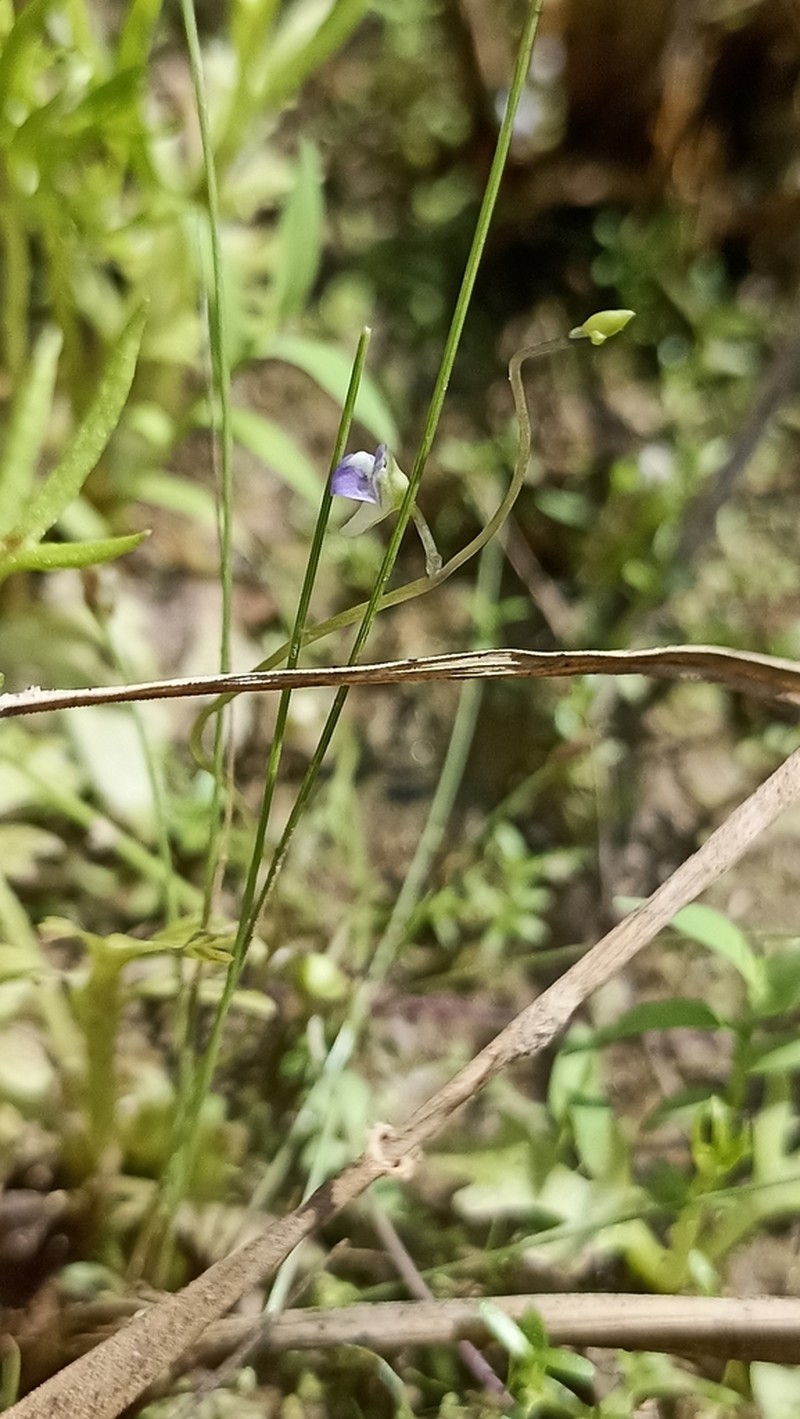 Utricularia foveolata photo 7