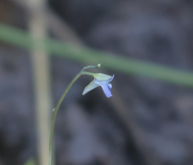 Utricularia foveolata photo 8