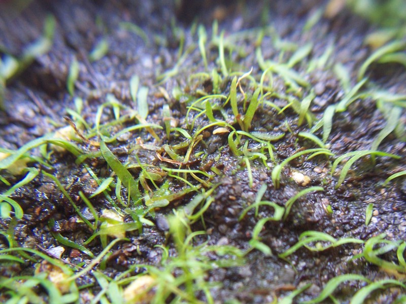 Utricularia fulva