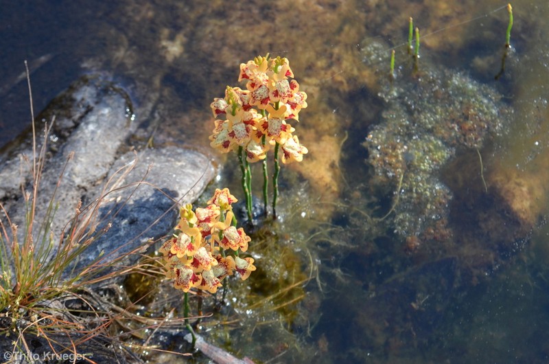Utricularia fulva photo 2