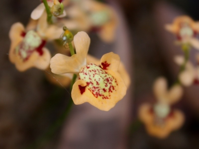 Utricularia fulva photo 3