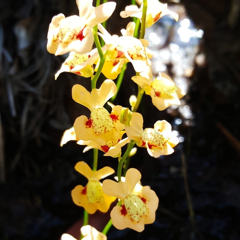Utricularia fulva photo 4