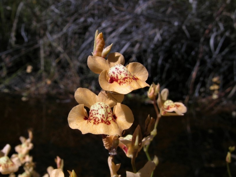 Utricularia fulva photo 5