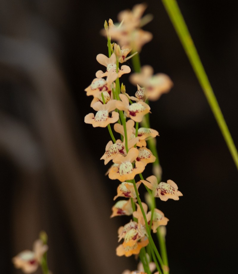 Utricularia fulva photo 6