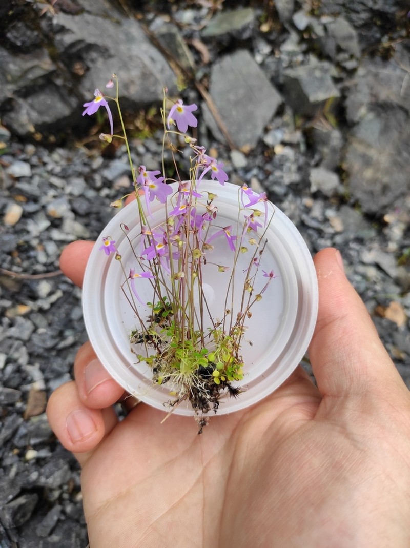 Utricularia furcellata